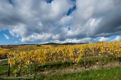 Rheingau - Wolken und Wingerte (III)