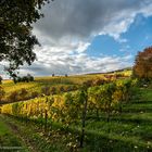 Rheingau - Wolken und Wingerte im Herbst 2013 (I)