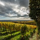 Rheingau - Wolken und Wingerte im Herbst 2013 (II)