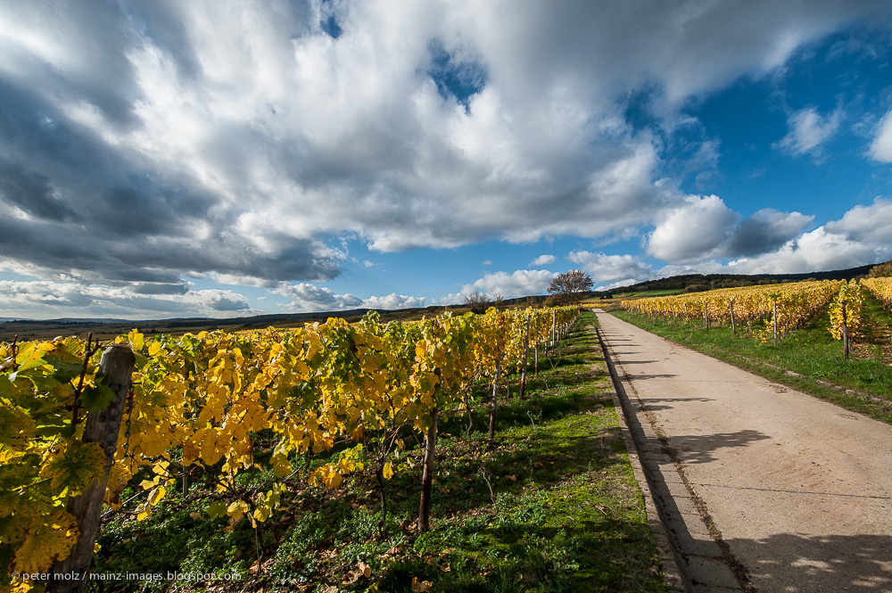 Rheingau - Wolken und Wingerte (IV)