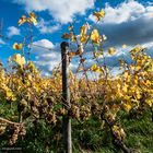 Rheingau - Wolken und Wingerte (VI)