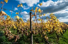 Rheingau - Wolken und Wingerte (VI)