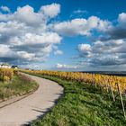 Rheingau - Wolken und Wingerte (VII)