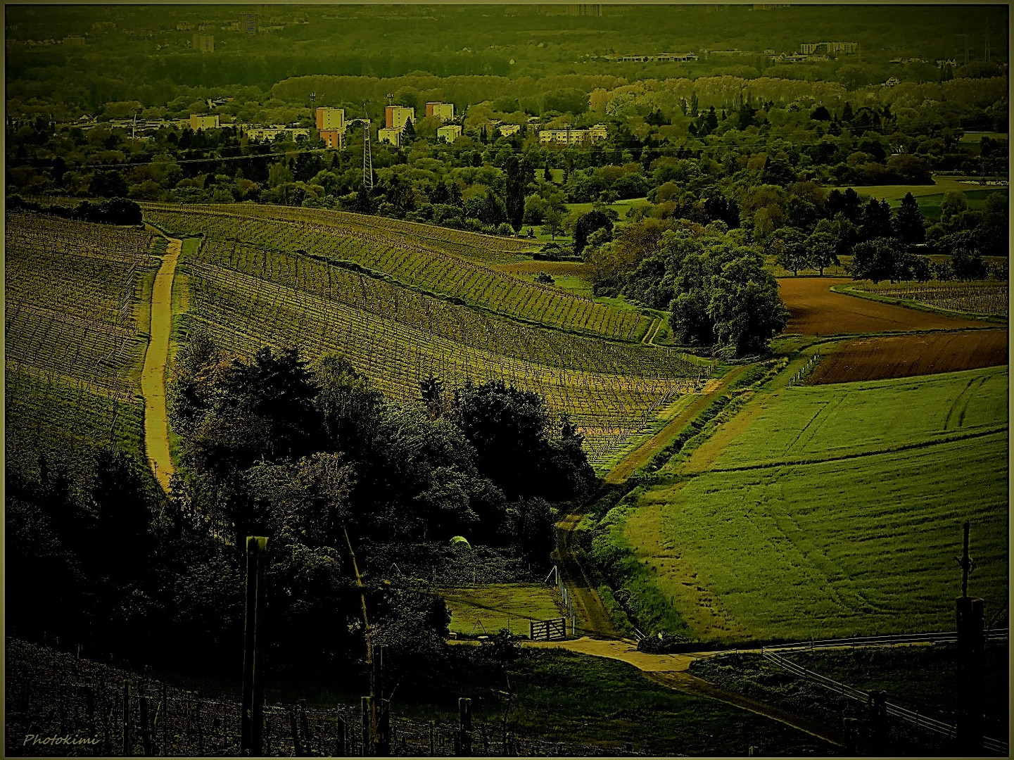 Rheingaulandschaft im Spätfrühling