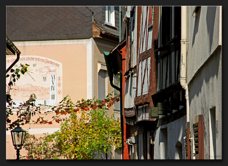 ...Rhein~Herbst...