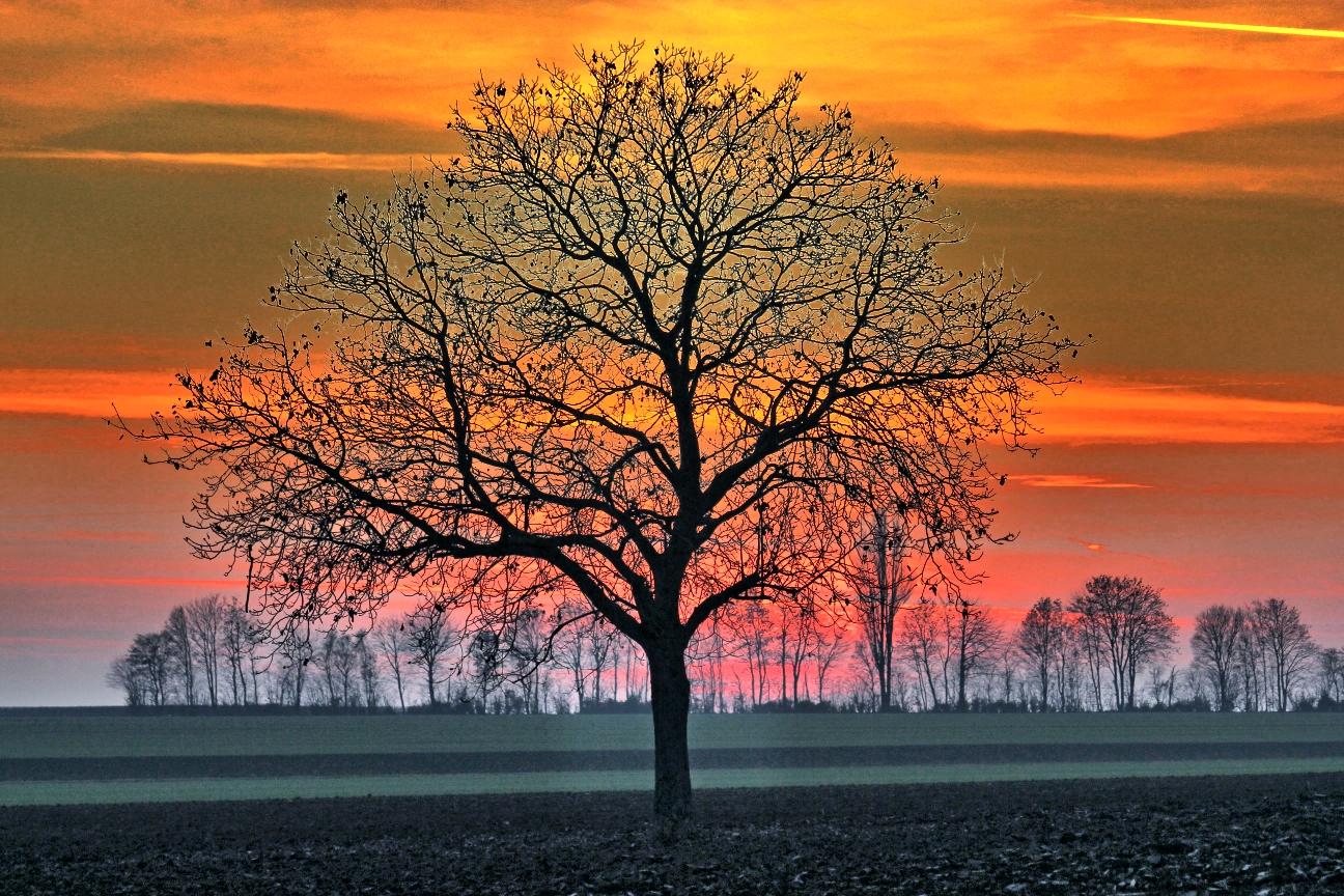 Rheinhessen