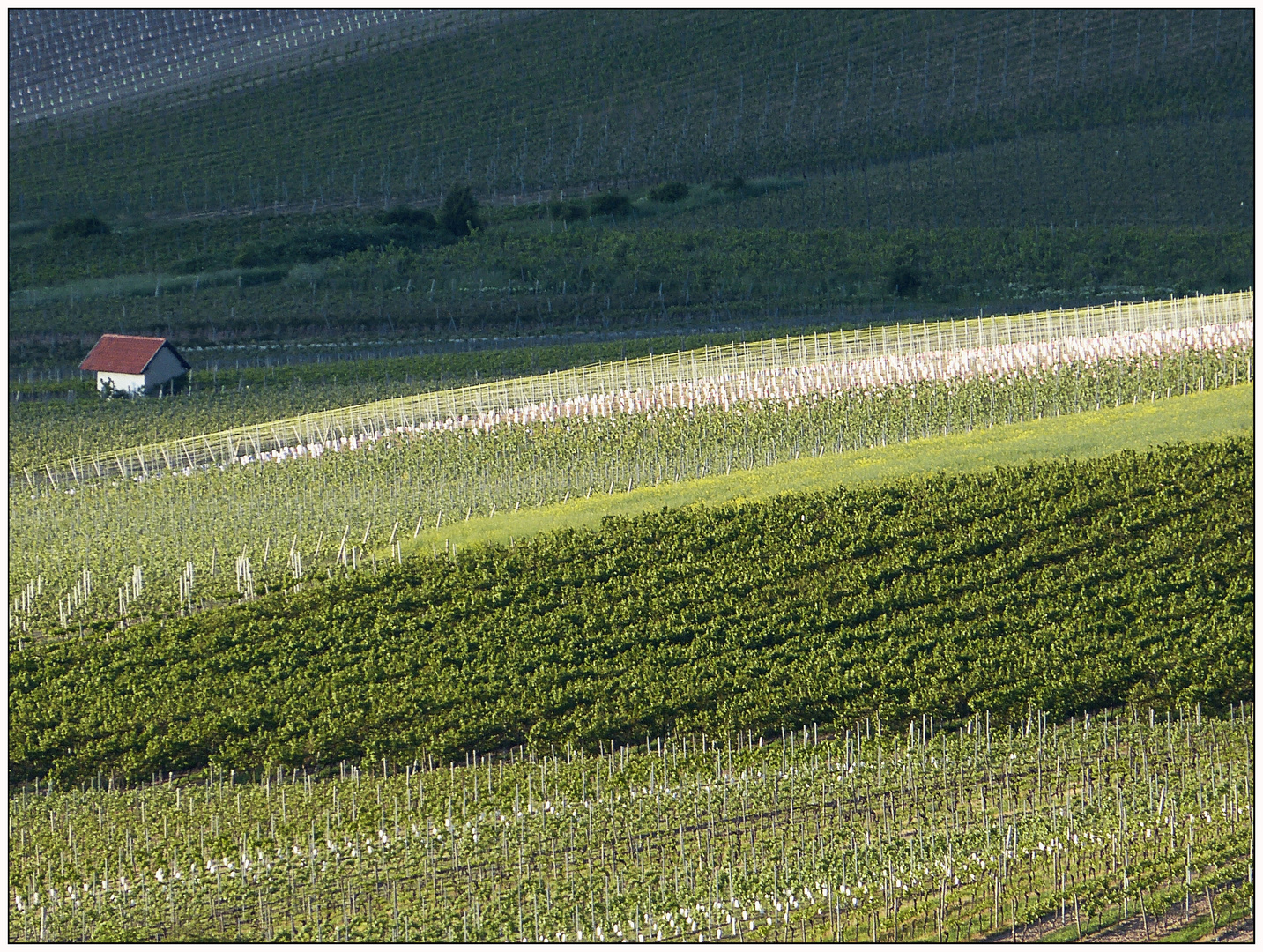 Rheinhessen