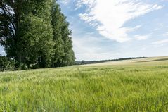  Rheinhessen am 19.06. 2014 I