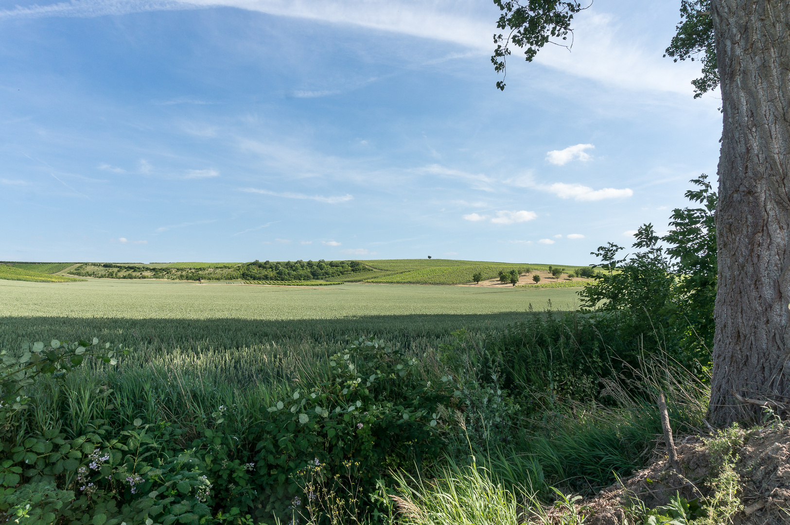  Rheinhessen am 19.06. 2014 II