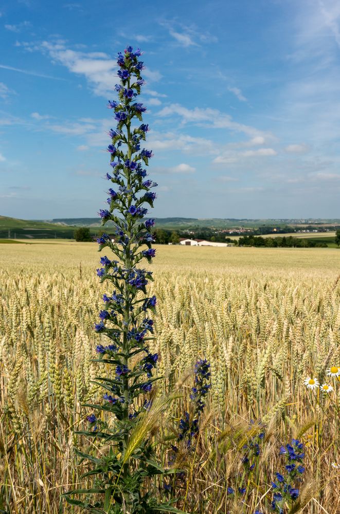  Rheinhessen am 19.06. 2014 VI