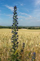  Rheinhessen am 19.06. 2014 VI