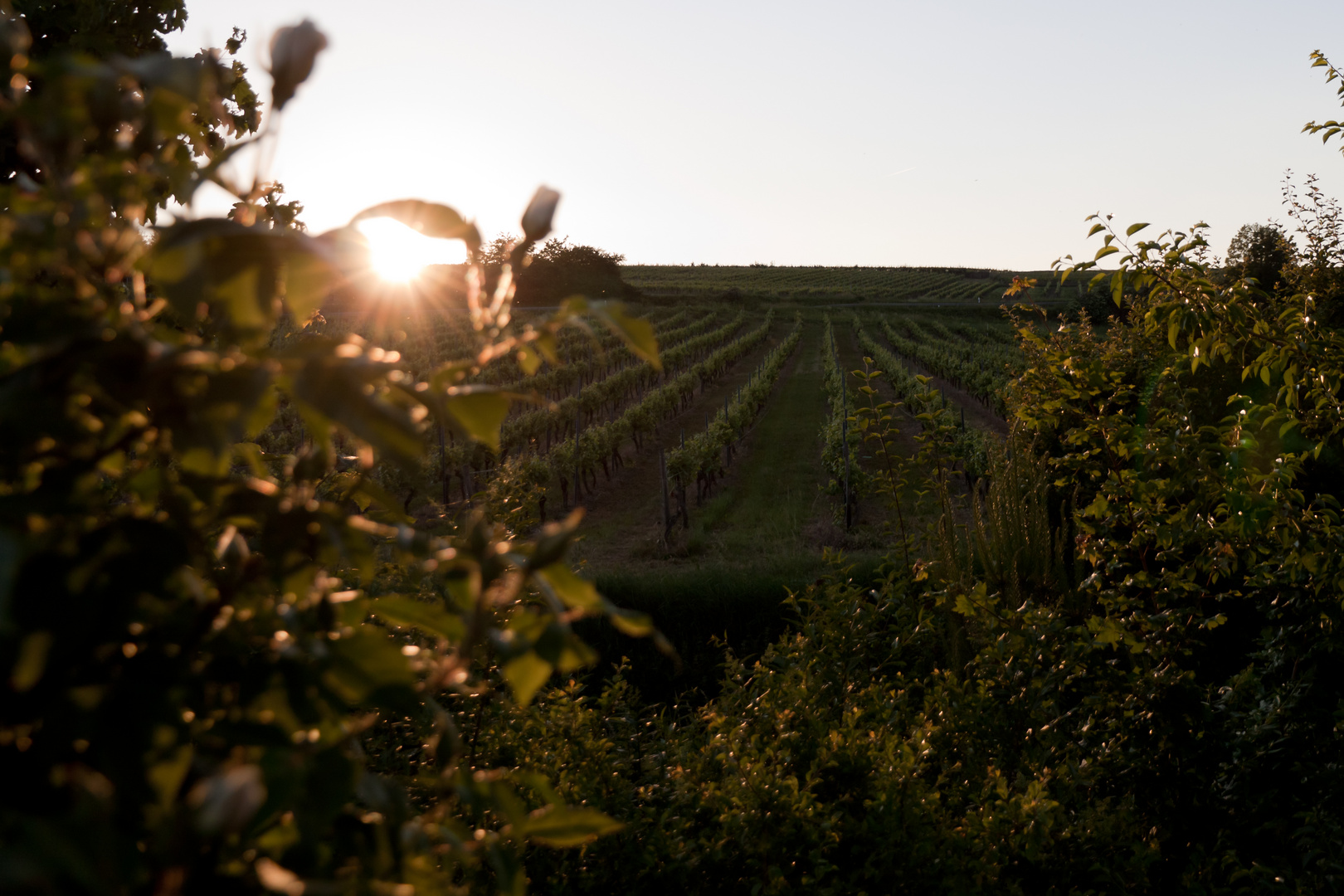 Rheinhessen bei Abend