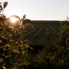 Rheinhessen bei Abend