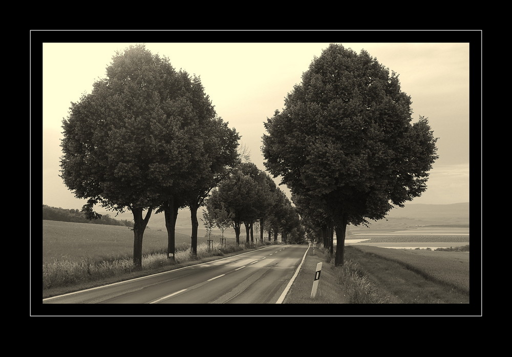 Rheinhessen - Deutsche Alleenstraße