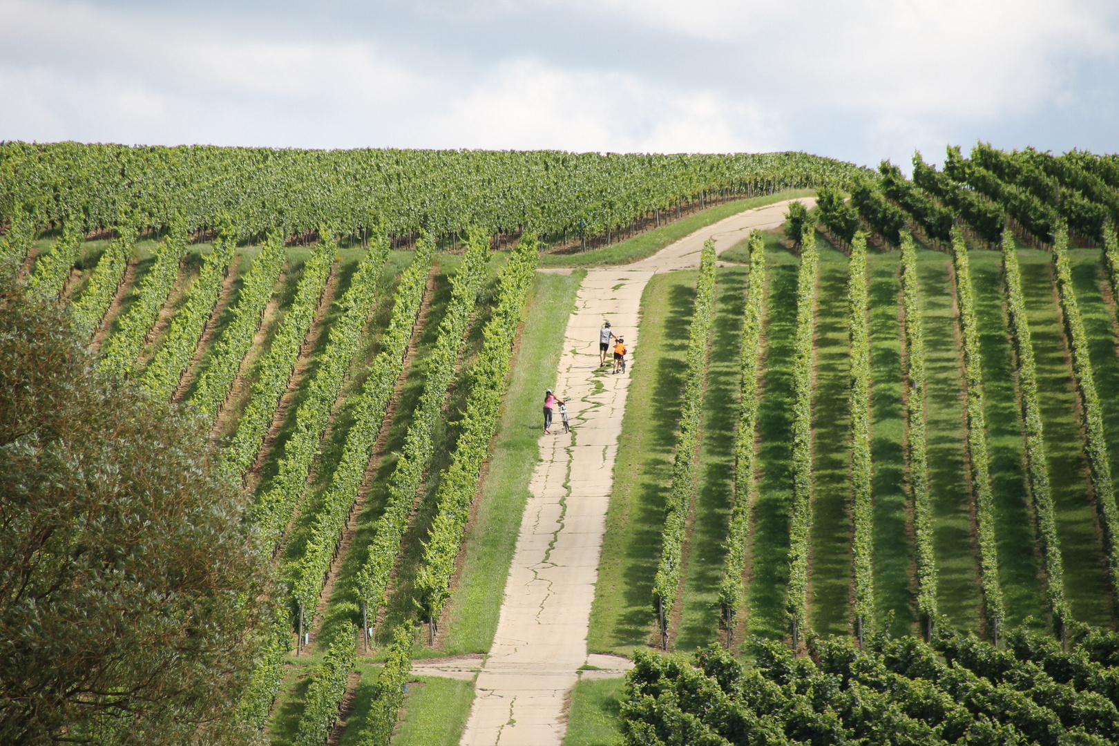 Rheinhessen - ein Rebenmeer