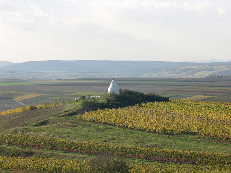 Rheinhessen - Herbstimpressionen