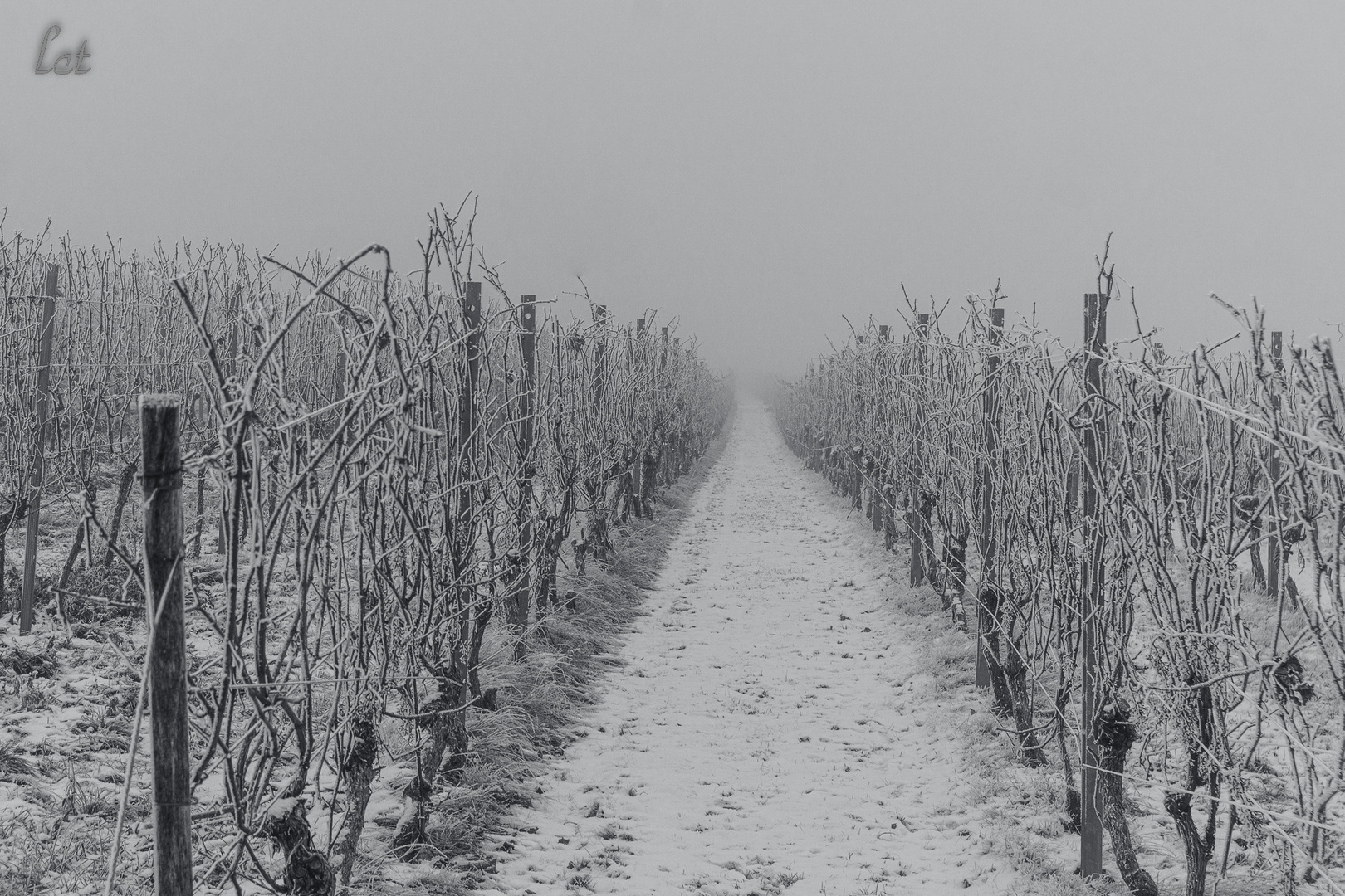 Rheinhessen in Weiss (2)