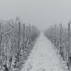 Rheinhessen in Weiss (2)