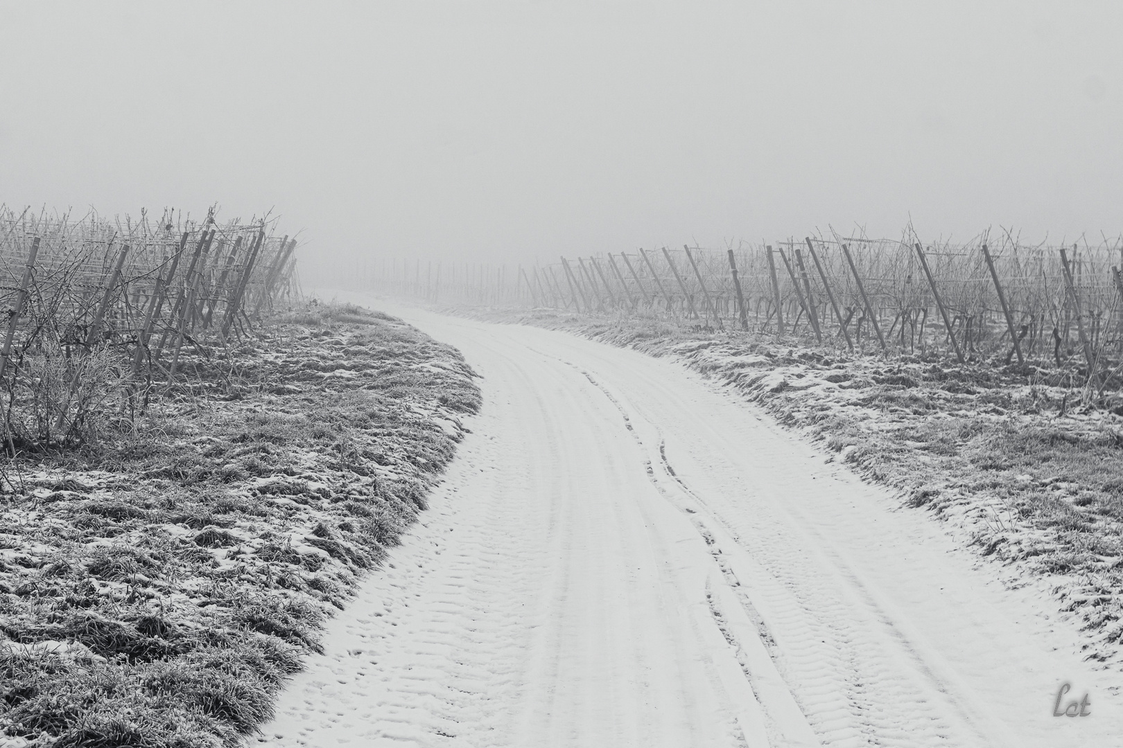 Rheinhessen in Weiss (4)