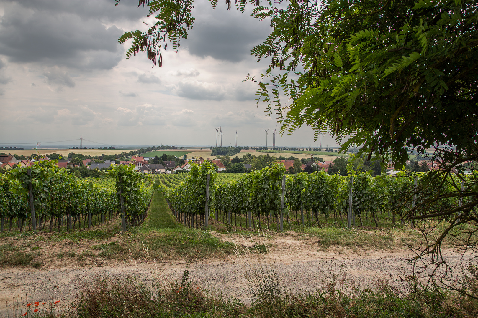 Rheinhessen IV