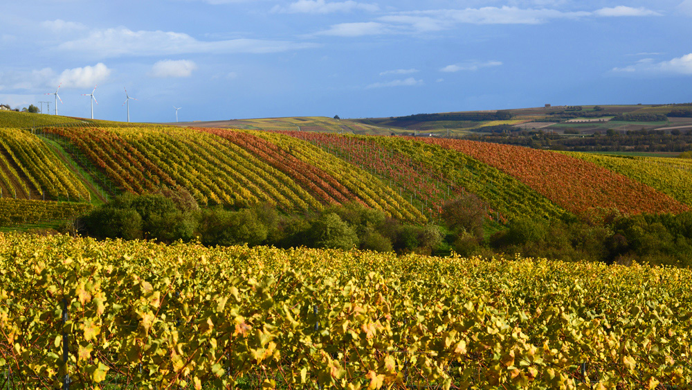 Rheinhessen - meine Heimat im Herbst...