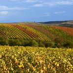 Rheinhessen - meine Heimat im Herbst...