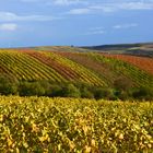 Rheinhessen - meine Heimat im Herbst...