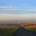 Rheinhessen-Pano, zylindrisch