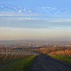 Rheinhessen-Pano, zylindrisch