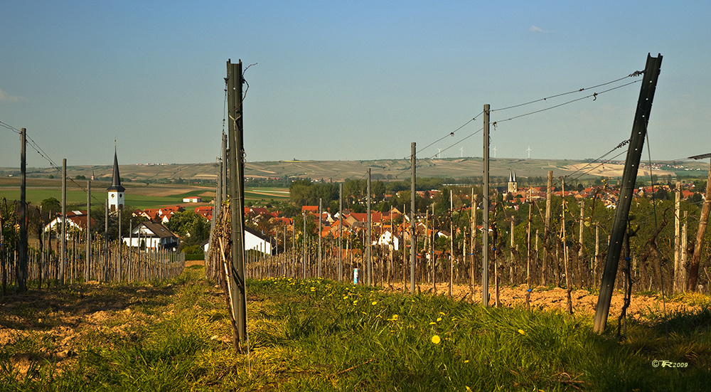 Rheinhessen, Rebzeilen, Löwenzahn - II -