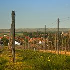 Rheinhessen, Rebzeilen, Löwenzahn - II -