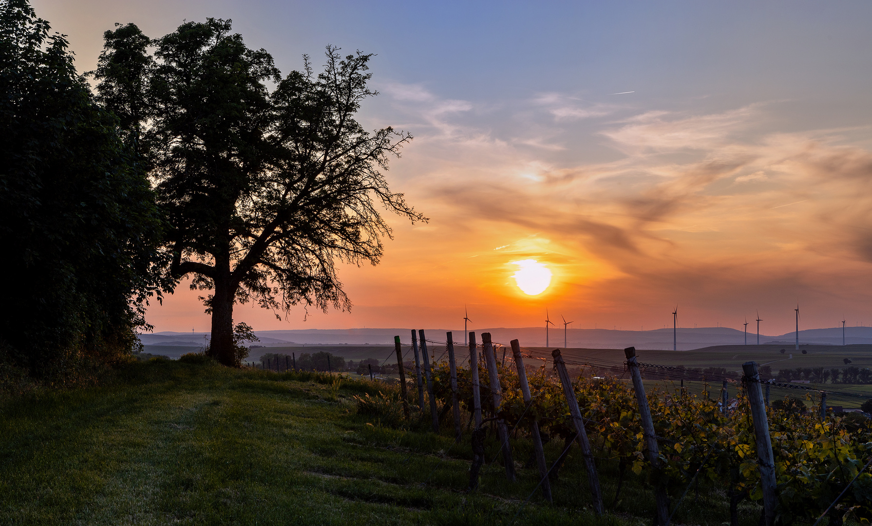 Rheinhessen-Sunset