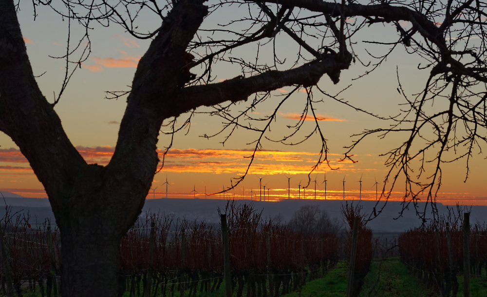 Rheinhessen-Sunset - III -