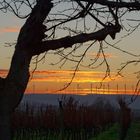 Rheinhessen-Sunset - III -