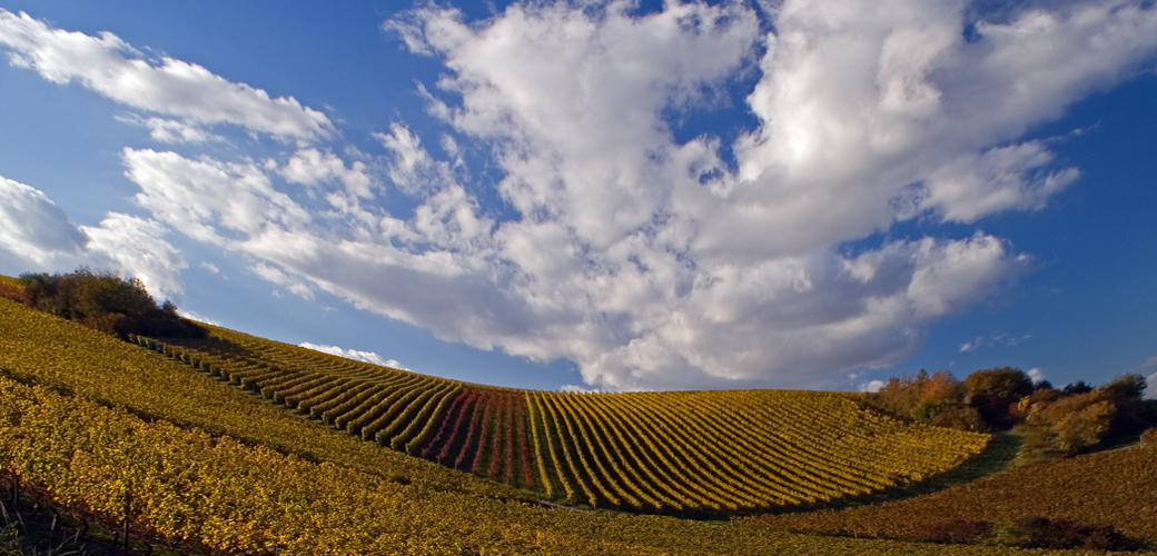 RheinhessenHerbst