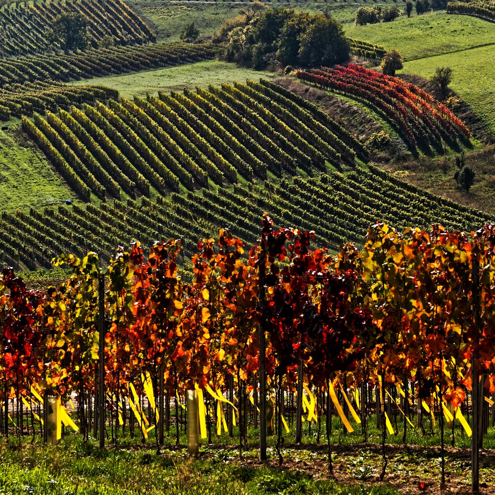 RheinhessenHerbst