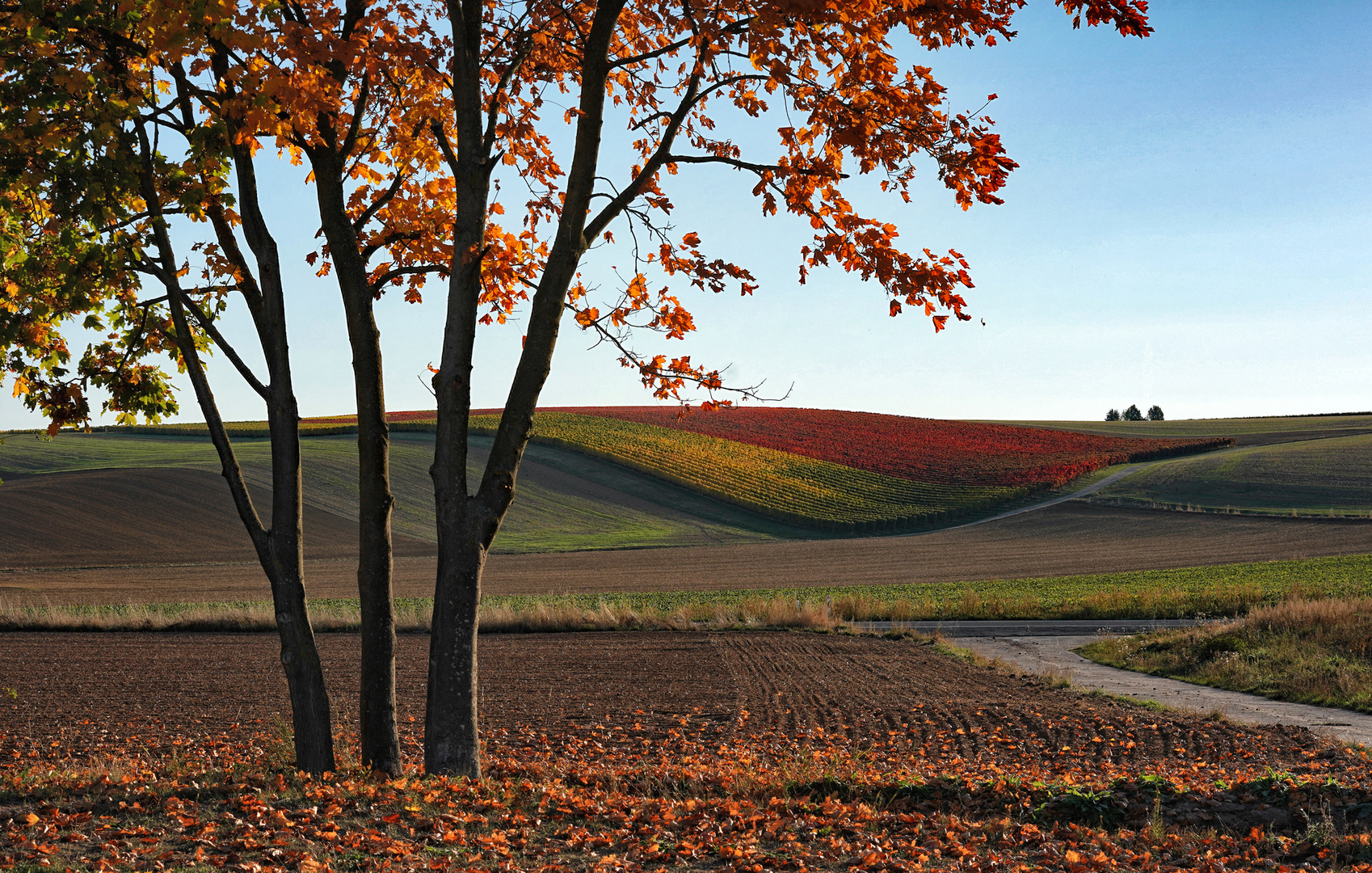 RheinhessenHerbst - I -