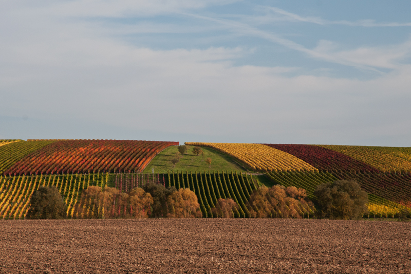 Rheinhessenherbst I