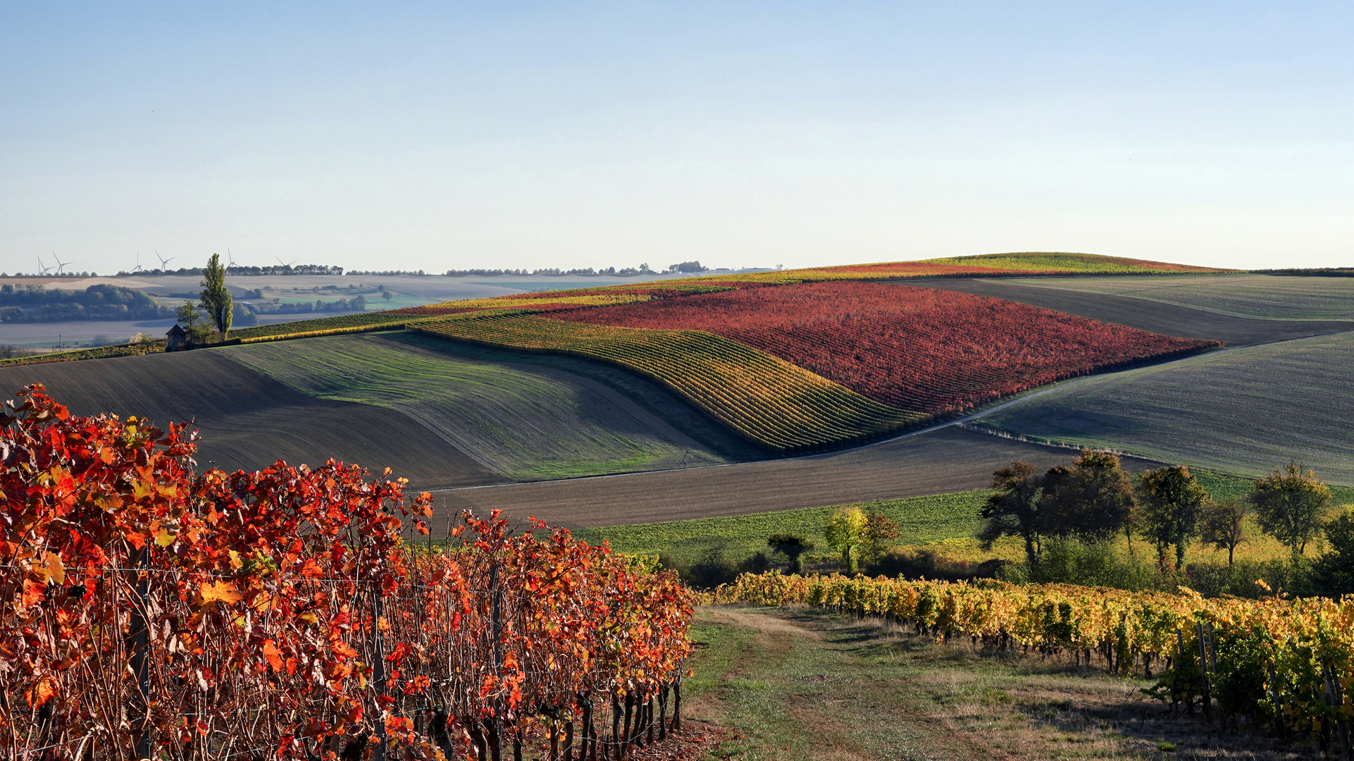 RheinhessenHerbst - II -