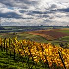 RheinhessenHerbst  - III - 