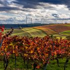 RheinhessenHerbst  - IV -