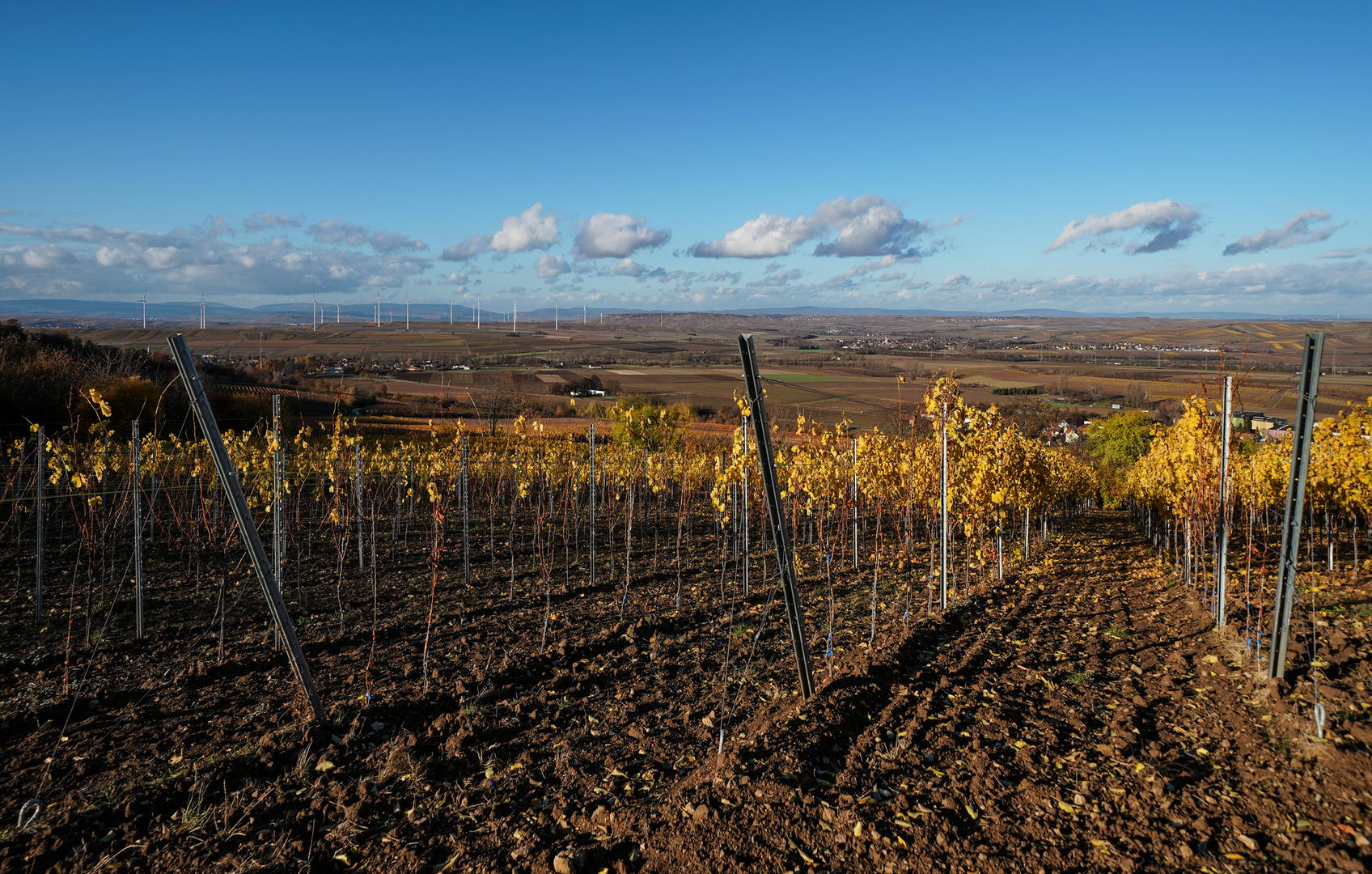 RheinhessenHerbst - V -