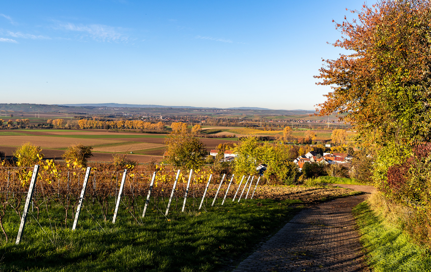 RheinhessenHerbst - VI -