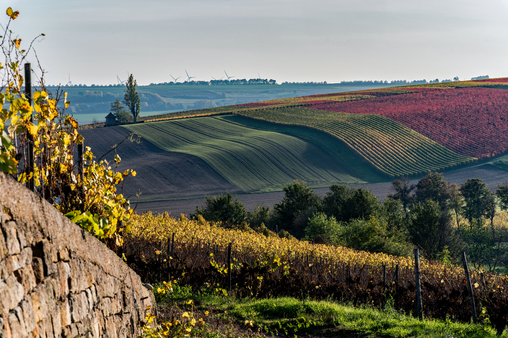 RheinhessenHerbst - XIX -