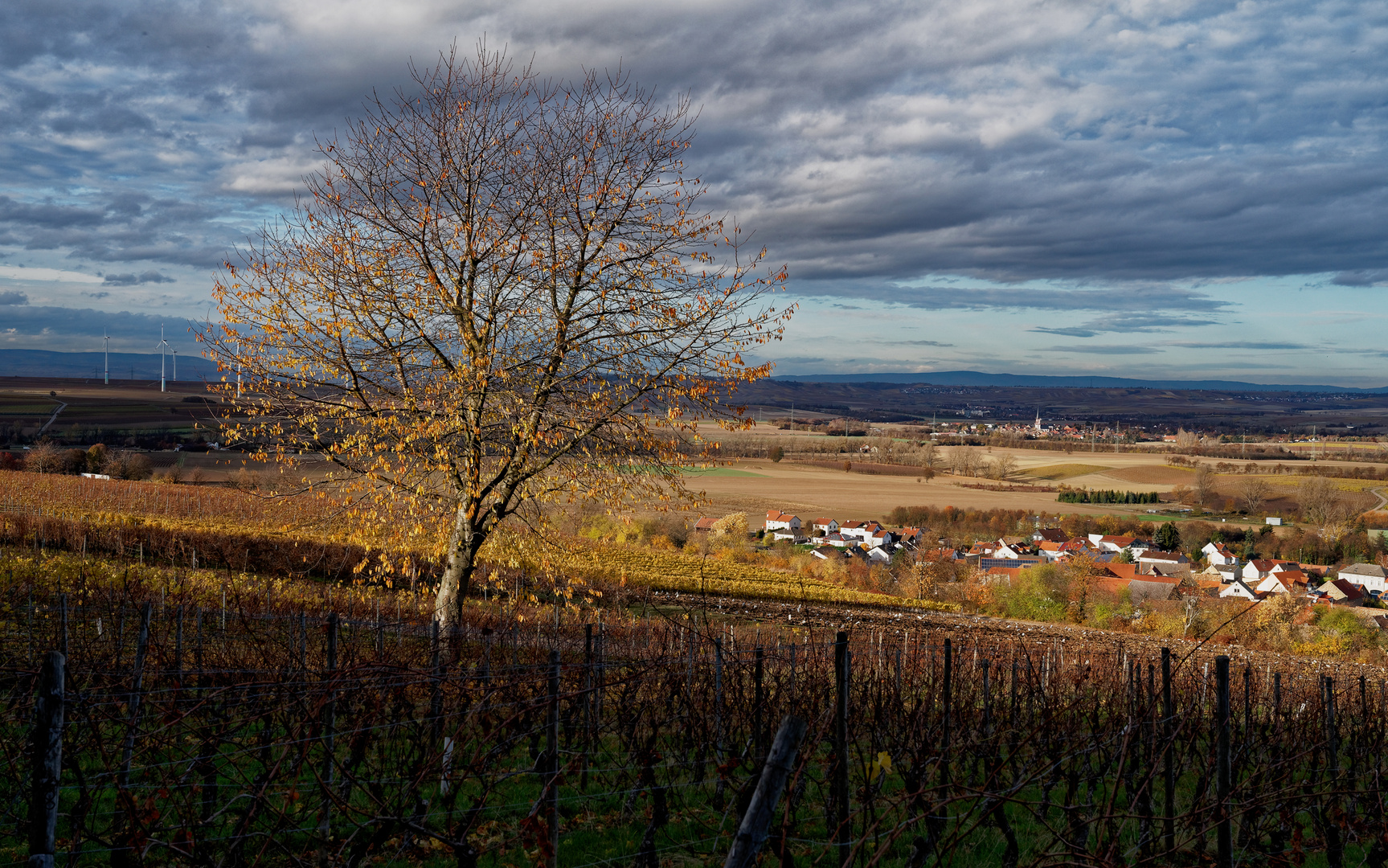 RheinhessenHerbst - XV -