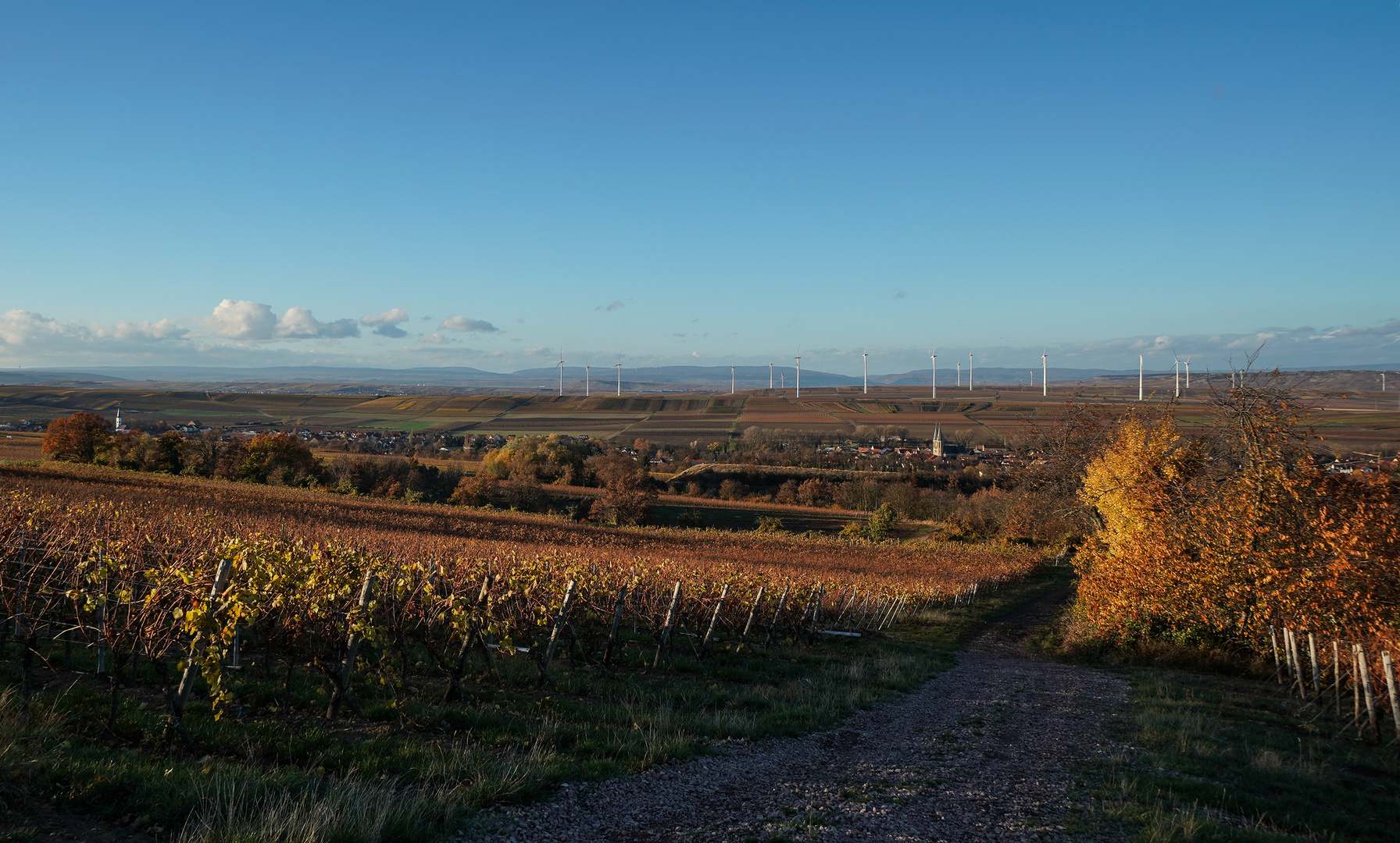 RheinhessenHerbst - XVI -