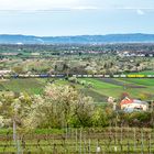 Rheinhessens Landschaft