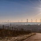 Rheinhessen_Sunrise - III -