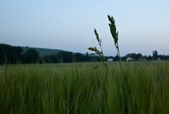 Rheinhessische Abendballade