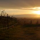 Rheinhessische Toscana - Weinberge in Rheinhessen beim Sonnenuntergang